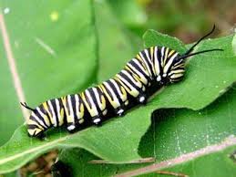 Most monarch butterflies never migrate. Monarch Butterfly Larvae Only Eat One Thing And It S Running Low Michigan Radio