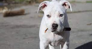 Full grown white pitbull with blue eyes. White Pitbulls Everything You Must Know Definitive Guide