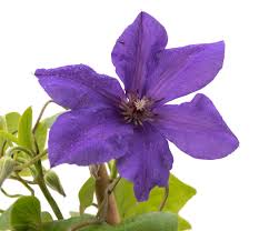 To rejuvenate, cut it back to a leaf bud about 8 to 12 from the ground in late winter. Waldrebe Semu Clematis Semu Gunstig Online Kaufen