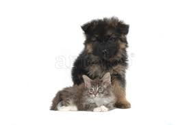 Maybe you would like to learn more about one of these? Arioko Maine Coon Cat And German Shepherd Dog