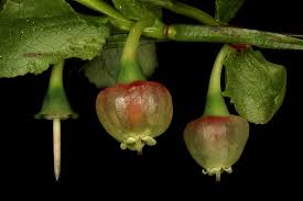 Image result for Vaccinium stanleyi