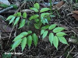 Image result for Spondias mombin