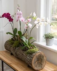 Image result for puklice na orchideích obrázek