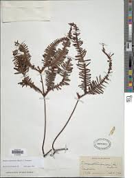 Image result for Gleichenia elongata