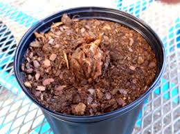 See full list on thespruce.com Planting And Growing Elephant Ears Bulbs Tips And Information