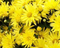 Daisy Mums Flower Video Best Flower Wallpaper