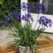 Agapanthus Brilliant Blue African Lily