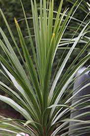 Pin On Get The Look Jungle Garden
