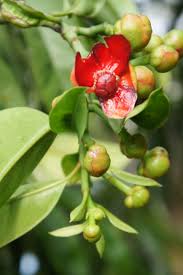 Image result for Garcinia acutifolia