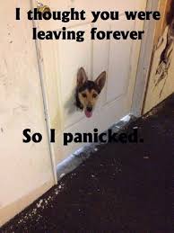 9 Symptoms Of Borderline Personality Disorder As Explained By Memes Funny Animal Quotes Funny Animals Funny Animal Memes