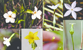 Image result for Exochaenium