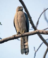 Birds Of Prey Animals Wiki Pin On Bird Species