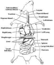 Here's what could be causing it and when you should seek emergency treatment. Rat Head Thoracic Abdominal