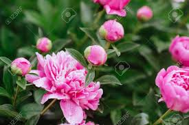 Personalised search, content, and recommendations. Pink Peonies In The Garden Blooming Pink Peony Closeup Of Beautiful Stock Photo Picture And Royalty Free Image Image 133542108
