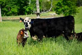 Pagesbusinessescommercial and industrialindustrial companypt nina venus indonusa 1. Spring Calves Bring Rush Of Management Duties For Producers News