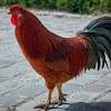 Mewarnai quot;gambar ayam jantan berkokokquot; 1