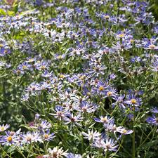 Image result for Aster harveyanus