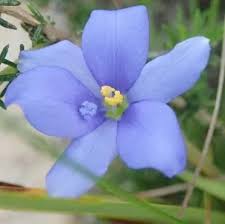 Image result for Aristea