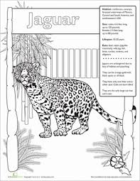 Jaguar Facts Worksheet Education Com Jaguar Facts For Kids Rainforest Activities Rainforest Theme
