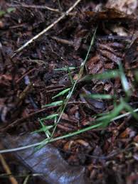 Image result for Poecilostachys