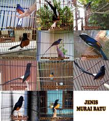 Kawin silang tersebut bertujuan untuk memadukan kelebihan dari kedua jenis murai batu (mb) tersebut untuk menghasilkan anakan yang berkualitas baik. 11 Jenis Murai Batu Ciri Fisik Warna Habitat Dan Gambarnya Hewan Id