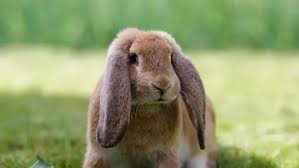 Image result for Lophacme