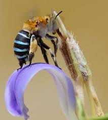These bees are generally less hairy than bumblebees and usually, but not always, smaller. Amegilla Cingulata Wikipedia