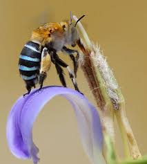 This process can be accelerated by feeding the. Amegilla Cingulata Wikipedia