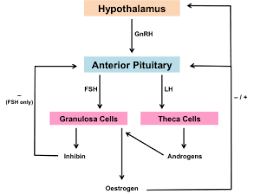 Menstrual Cycle Hpg Axis Stages
