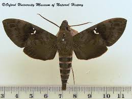 Image result for Cryptolepis hypoglauca