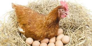 Maybe you would like to learn more about one of these? 8 Jenis Ayam Petelur Paling Berkualitas Favorit Bagi Peternak Kapanlagi Com
