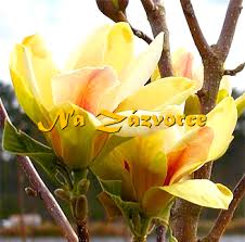 Image result for magnolie sunsation