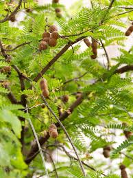Image result for Tamarindus
