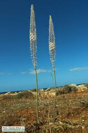 Image result for Drimia calcarata