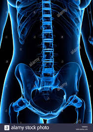 This hd wallpaper female abdominal anatomy pictures has viewed by 1164 users. Anatomy Of The Female Abdomen And Pelvis Stock Photo Alamy