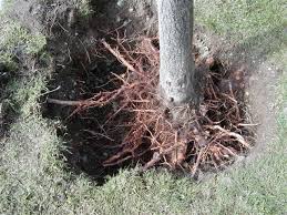 In the past, people put wet straw around the roots or coated them in a mud slurry. Planting With A Flare The Garden Professors