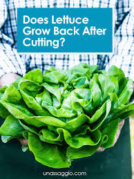 If you don't need the space right away, plant loose leaf lettuce … Does Lettuce Grow Back After Cutting Unassaggio