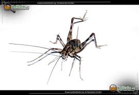 Do you know how to kill camel crickets? Camel Cricket Ceuthophilus Spp
