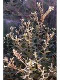 Image result for Olax obtusifolia