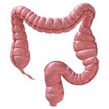 The small intestine is a tube that is connected to the large intestine on one end and the stomach on the other end. Colon Rectum Musc Health Charleston Sc