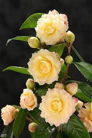 Pin By Lori Sims On Camellia Flowers Amazing Flowers Beautiful Flowers Pretty Flowers