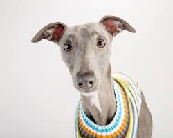 dog wearing a sweaterの画像