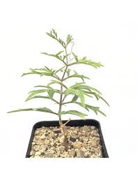 Image result for Cyphostemma montanum