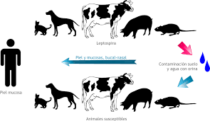 Resultado de imagen para leptospirosis en venezuela