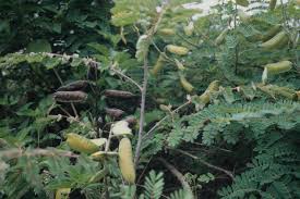 Image result for Caesalpinia decapetala