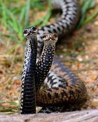 Adder Dance In The Sun Its That Time Of The Year Again Snake Adder Snake Beautiful Snakes