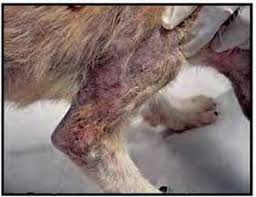 Image result for what do otodectes cynotis look like in dog fur