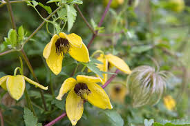 Flowers grown from annual flower seeds are a cheap alternative to shop bought flowers. Fast Growing Climbers Bbc Gardeners World Magazine