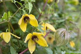 A vine is any plant featuring long stems with trailing, horizontal or climbing growth habits. Fast Growing Climbers Bbc Gardeners World Magazine