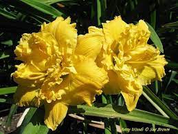 Legacy!, the new album from jamila woods, out now on jagjaguwar in partnership with closed. Photo Of The Bloom Of Daylily Hemerocallis Betty Woods Posted By Calif Sue Garden Org